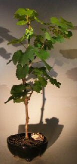 Wine Grape Bonsai TreeChardonnay - AroundTheWineCooler